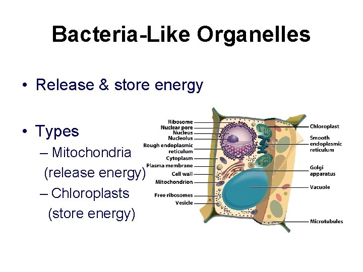 Bacteria-Like Organelles • Release & store energy • Types – Mitochondria (release energy) –