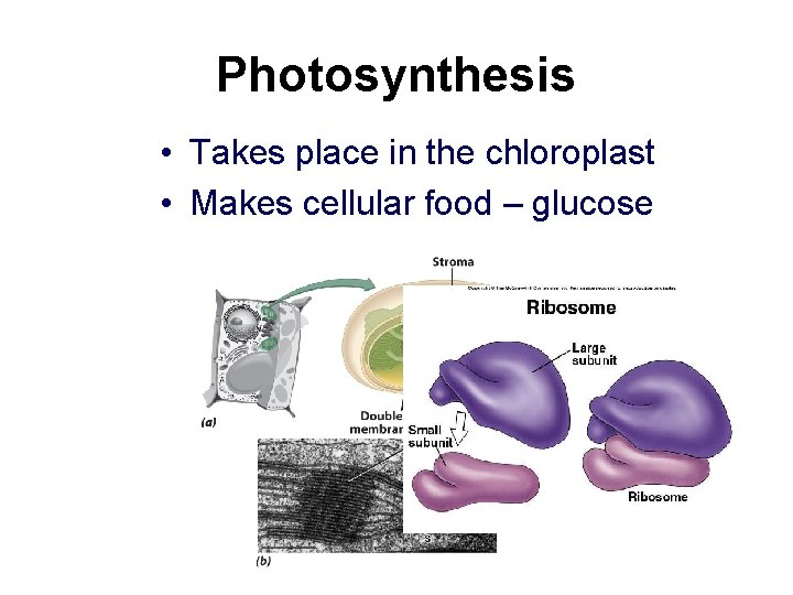 Photosynthesis • Takes place in the chloroplast • Makes cellular food – glucose 