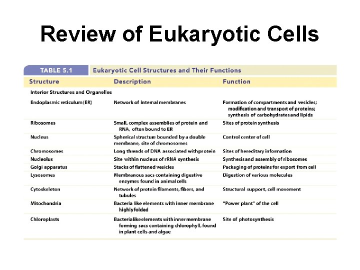 Review of Eukaryotic Cells 
