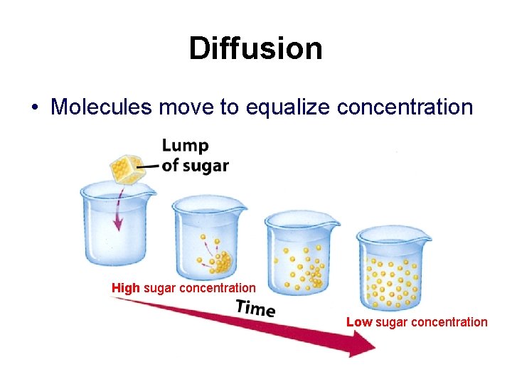 Diffusion • Molecules move to equalize concentration High sugar concentration Low sugar concentration 