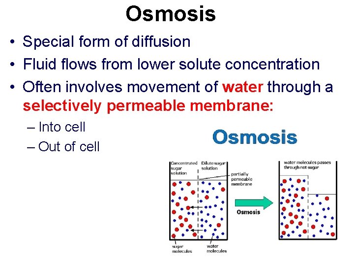 Osmosis • Special form of diffusion • Fluid flows from lower solute concentration •
