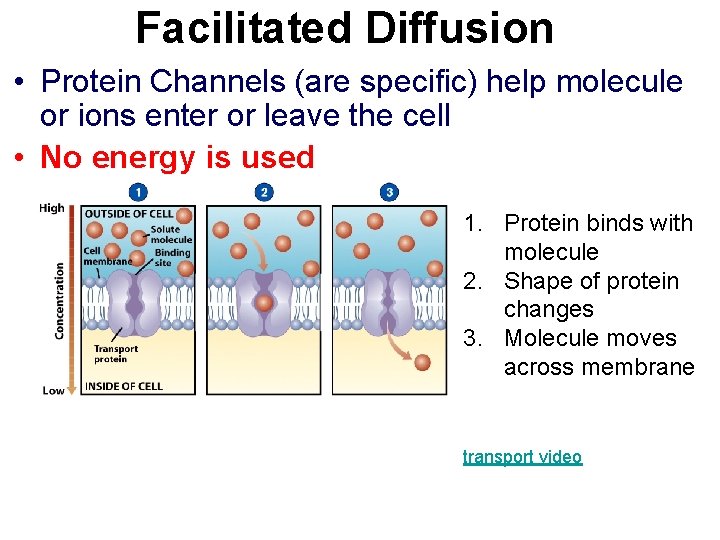 Facilitated Diffusion • Protein Channels (are specific) help molecule or ions enter or leave