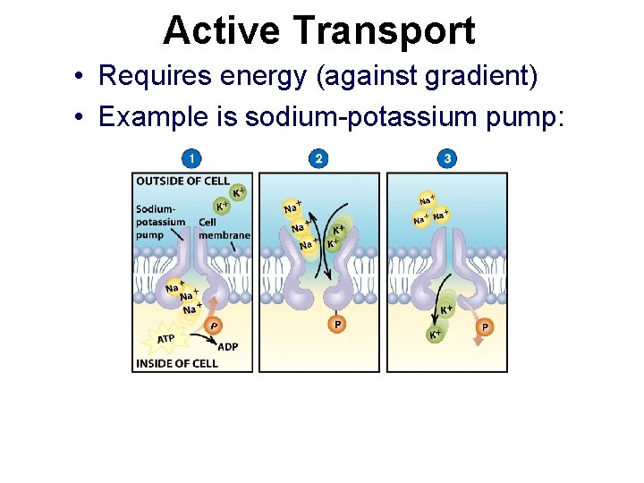 Active Transport • Requires energy (against gradient) • Example is sodium-potassium pump: 