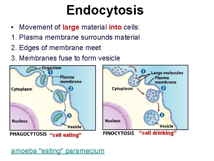 Endocytosis • Movement of large material into cells: 1. Plasma membrane surrounds material 2.