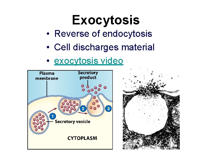 Exocytosis • Reverse of endocytosis • Cell discharges material • exocytosis video 