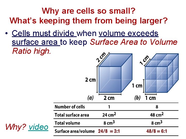 Why are cells so small? What’s keeping them from being larger? • Cells must