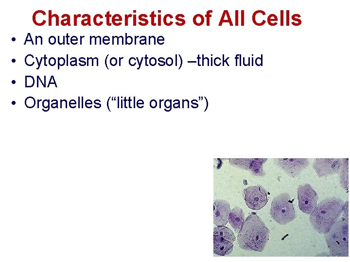  • • Characteristics of All Cells An outer membrane Cytoplasm (or cytosol) –thick