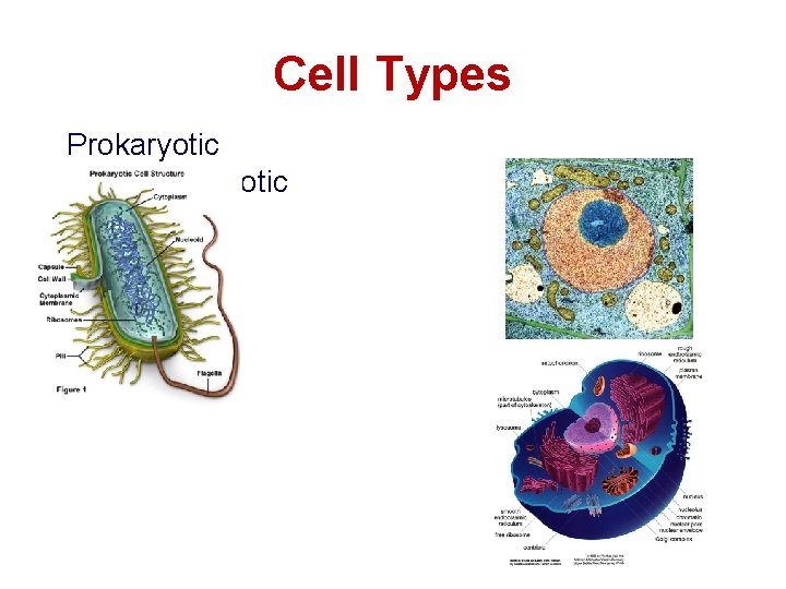 Cell Types Prokaryotic Eukaryotic 