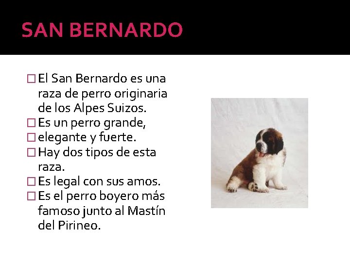 SAN BERNARDO � El San Bernardo es una raza de perro originaria de los