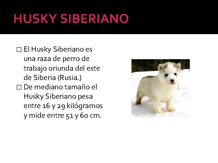HUSKY SIBERIANO � El Husky Siberiano es una raza de perro de trabajo oriunda
