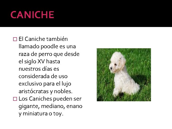 CANICHE � El Caniche también llamado poodle es una raza de perro que desde