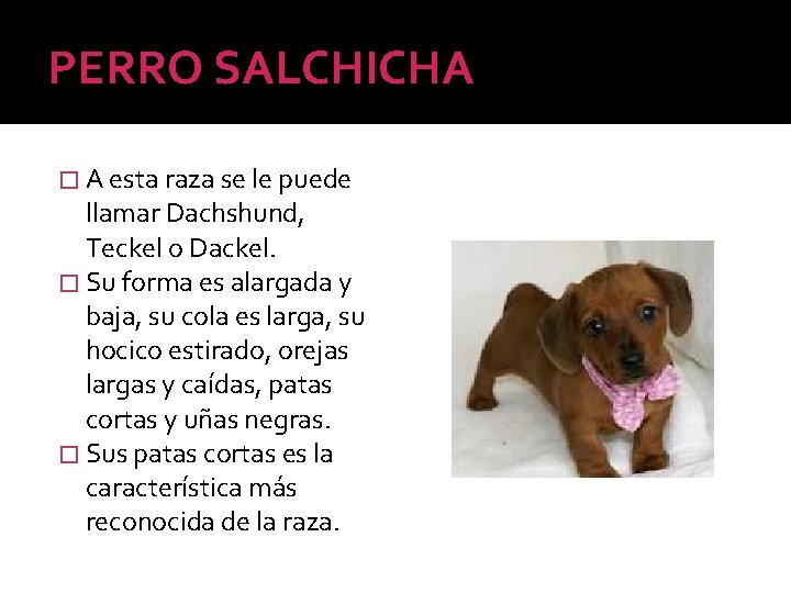 PERRO SALCHICHA � A esta raza se le puede llamar Dachshund, Teckel o Dackel.