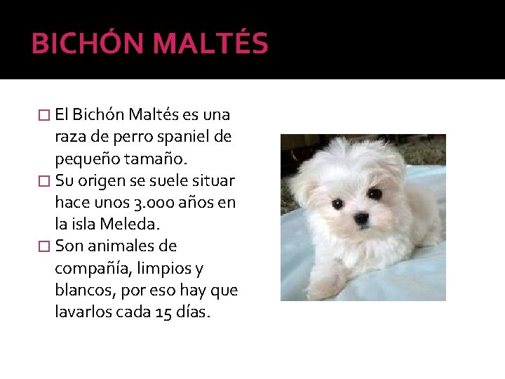 BICHÓN MALTÉS � El Bichón Maltés es una raza de perro spaniel de pequeño