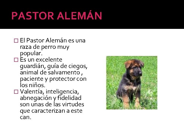 PASTOR ALEMÁN � El Pastor Alemán es una raza de perro muy popular. �