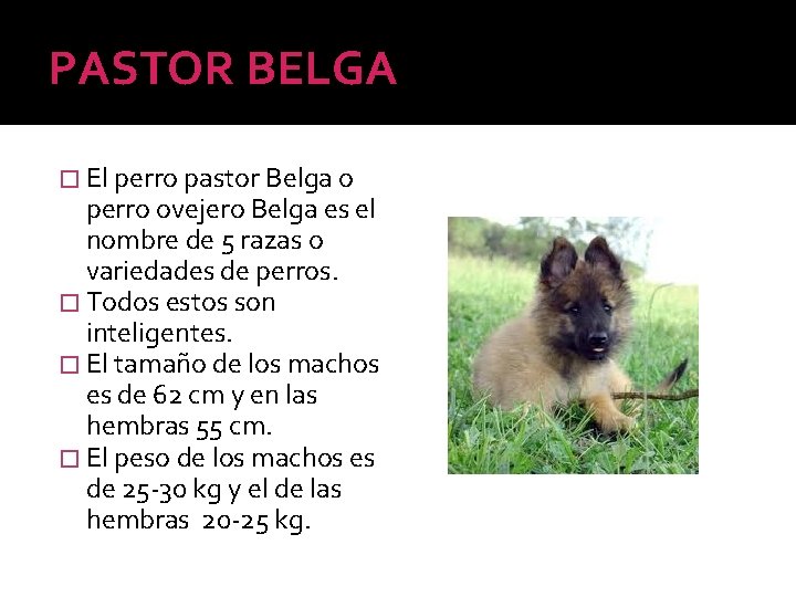 PASTOR BELGA � El perro pastor Belga o perro ovejero Belga es el nombre