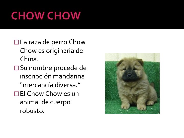 CHOW � La raza de perro Chow es originaria de China. � Su nombre