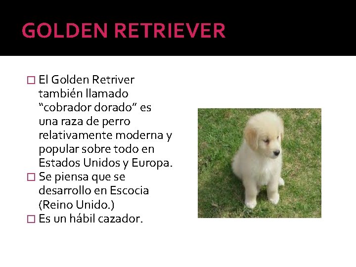 GOLDEN RETRIEVER � El Golden Retriver también llamado “cobrador dorado” es una raza de