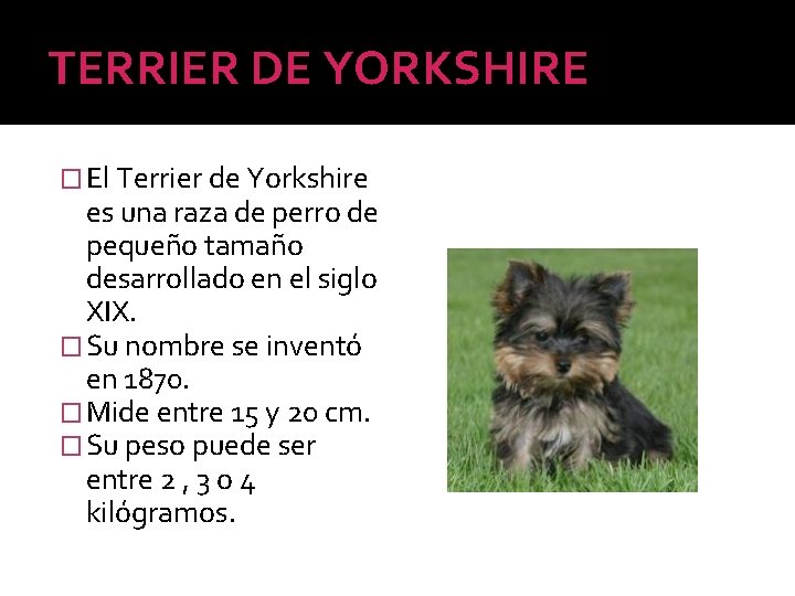 TERRIER DE YORKSHIRE � El Terrier de Yorkshire es una raza de perro de