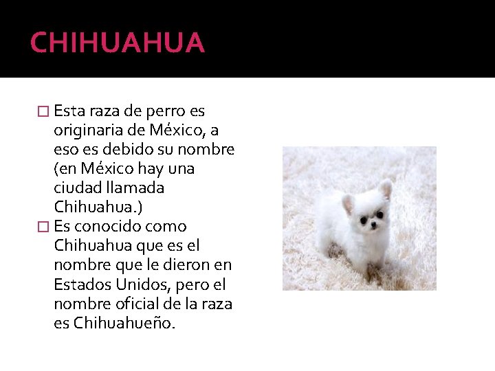 CHIHUAHUA � Esta raza de perro es originaria de México, a eso es debido