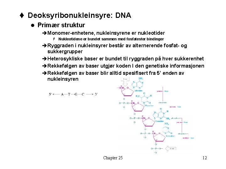 t Deoksyribonukleinsyre: DNA l Primær struktur èMonomer-enhetene, nukleinsyrene er nukleotider H Nukleotidene er bundet