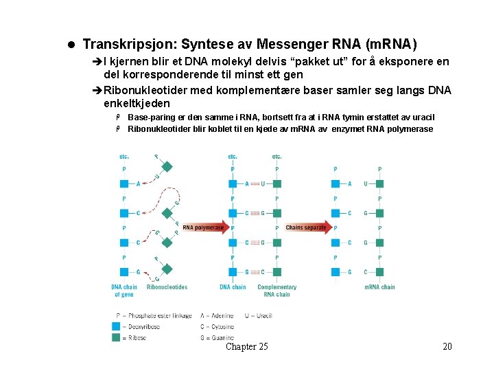 l Transkripsjon: Syntese av Messenger RNA (m. RNA) èI kjernen blir et DNA molekyl