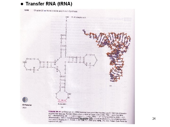 l Transfer RNA (t. RNA) Chapter 25 24 