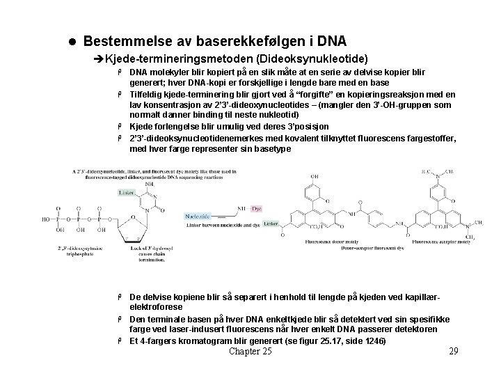 l Bestemmelse av baserekkefølgen i DNA èKjede-termineringsmetoden (Dideoksynukleotide) DNA molekyler blir kopiert på en