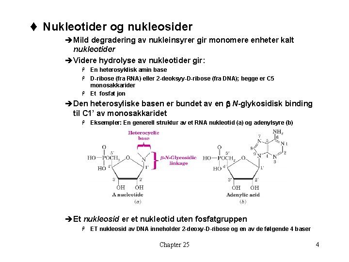 t Nukleotider og nukleosider èMild degradering av nukleinsyrer gir monomere enheter kalt nukleotider èVidere