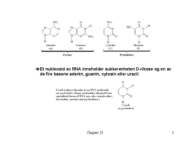 èEt nukleosid av RNA inneholder sukkerenheten D-ribose og en av de fire basene adenin,