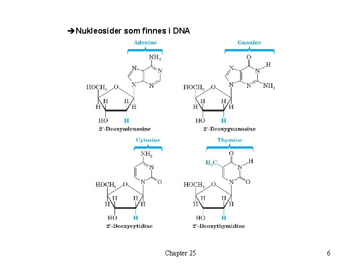 èNukleosider som finnes i DNA Chapter 25 6 