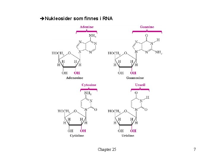 èNukleosider som finnes i RNA Chapter 25 7 