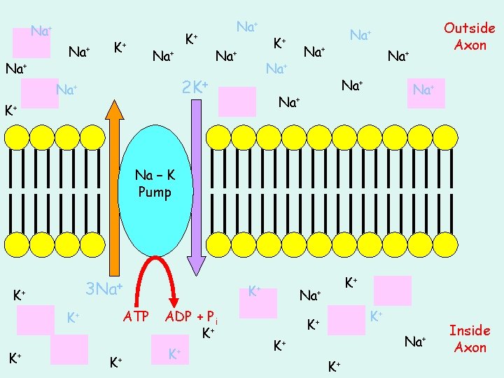 Transmission of Nerve Impulses GHB 2004 Information is