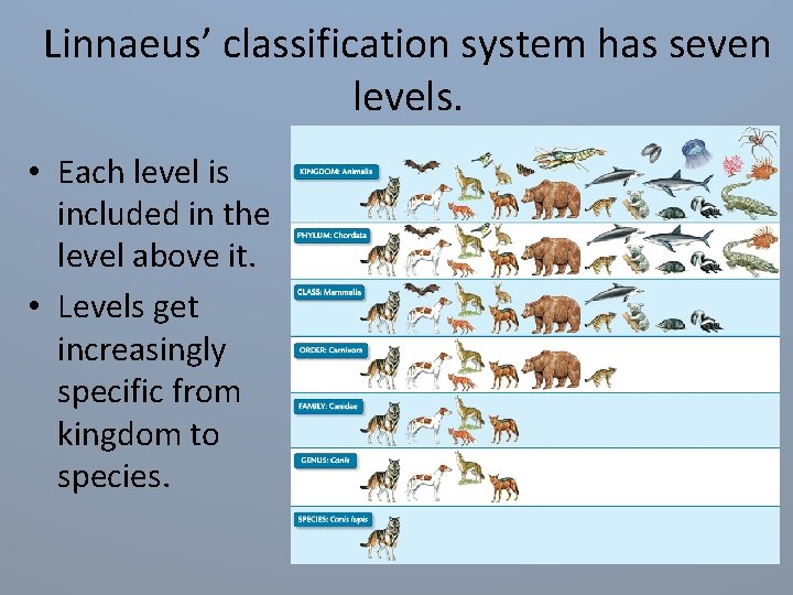 Linnaeus’ classification system has seven levels. • Each level is included in the level