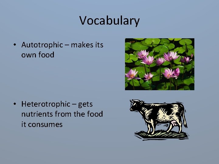 Vocabulary • Autotrophic – makes its own food • Heterotrophic – gets nutrients from