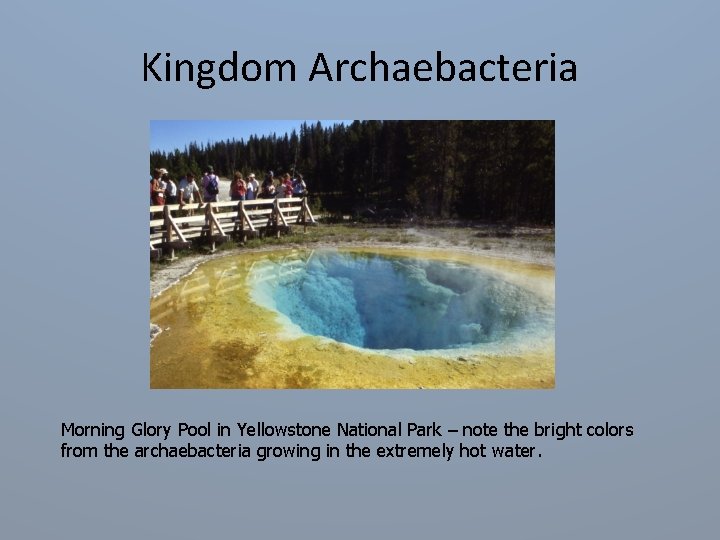 Kingdom Archaebacteria Morning Glory Pool in Yellowstone National Park – note the bright colors