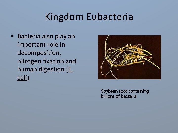 Kingdom Eubacteria • Bacteria also play an important role in decomposition, nitrogen fixation and