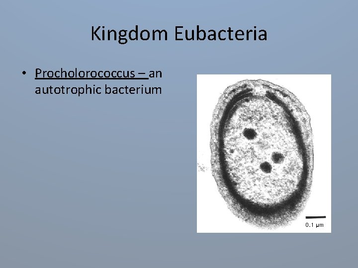 Kingdom Eubacteria • Procholorococcus – an autotrophic bacterium 