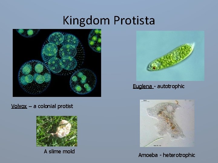 Kingdom Protista Euglena - autotrophic Volvox – a colonial protist A slime mold Amoeba