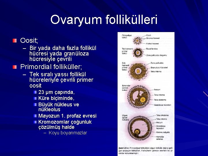 Ovaryum follikülleri Oosit; – Bir yada daha fazla follikül hücresi yada granüloza hücresiyle çevrili