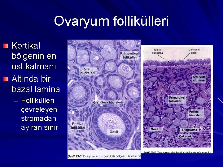 Ovaryum follikülleri Kortikal bölgenin en üst katmanı Altında bir bazal lamina – Follikülleri çevreleyen