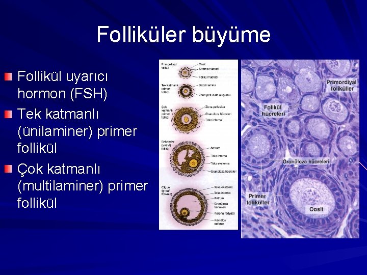 Folliküler büyüme Follikül uyarıcı hormon (FSH) Tek katmanlı (ünilaminer) primer follikül Çok katmanlı (multilaminer)