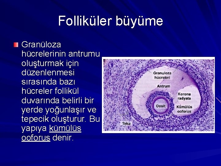 Folliküler büyüme Granüloza hücrelerinin antrumu oluşturmak için düzenlenmesi sırasında bazı hücreler follikül duvarında belirli