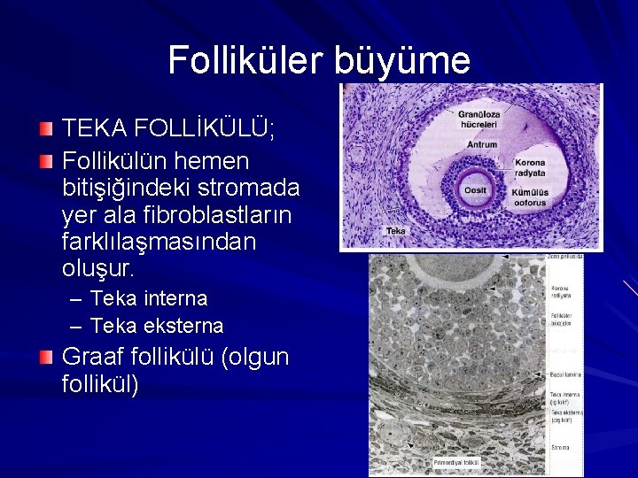 Folliküler büyüme TEKA FOLLİKÜLÜ; Follikülün hemen bitişiğindeki stromada yer ala fibroblastların farklılaşmasından oluşur. –