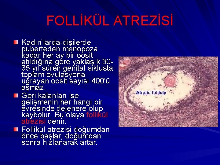 FOLLİKÜL ATREZİSİ Kadın’larda-dişilerde puberteden menopoza kadar her ay bir oosit atıldığına göre yaklaşık 3035