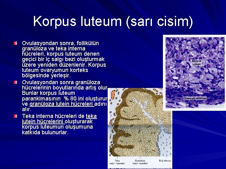 Korpus luteum (sarı cisim) Ovulasyondan sonra, follikülün granüloza ve teka interna hücreleri, korpus luteum