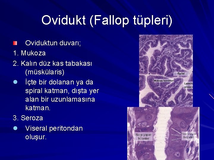 Ovidukt (Fallop tüpleri) Oviduktun duvarı; 1. Mukoza 2. Kalın düz kas tabakası (müskülaris) l