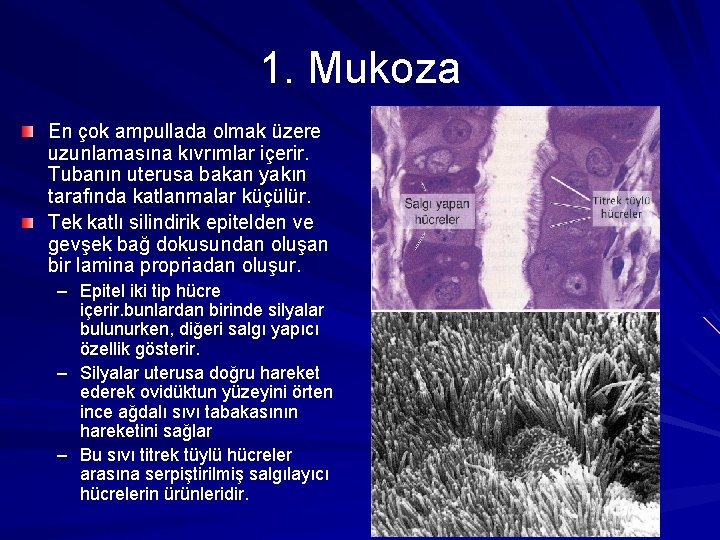 1. Mukoza En çok ampullada olmak üzere uzunlamasına kıvrımlar içerir. Tubanın uterusa bakan yakın