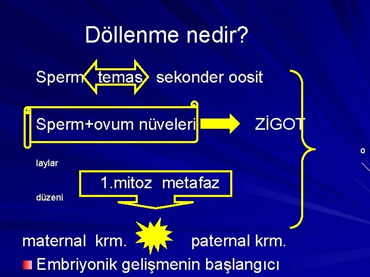 Döllenme nedir? Sperm temas sekonder oosit Sperm+ovum nüveleri ZİGOT o laylar 1. mitoz metafaz