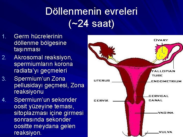 Döllenmenin evreleri (~24 saat) 1. 2. 3. 4. Germ hücrelerinin döllenme bölgesine taşınması Akrosomal