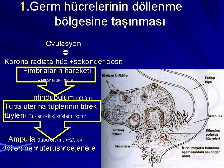 1. Germ hücrelerinin döllenme bölgesine taşınması Ovulasyon Korona radiata hüc. +sekonder oosit Fimbriaların hareketi